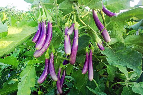 Soumya Hybrid Brinjal Seeds