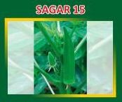 Sagar-15 Hybrid Lady Finger Seeds