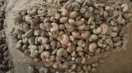 Raw Cashew Nuts, Usage : Light Sweet