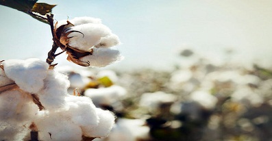 Raw cotton, Texture : Soft
