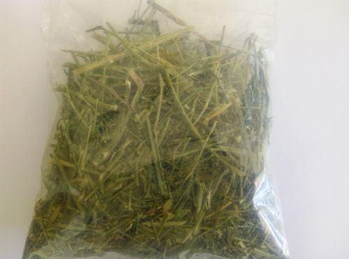 Kalmegh ,Andrographis Paniculata