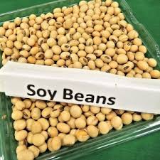 Soybean Seeds