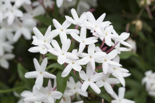 Fresh Jasmine Flowers