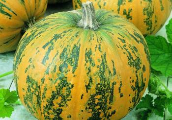 Fresh Pumpkin, Color : Yellow 10 Days, Packaging Size : 2Kg