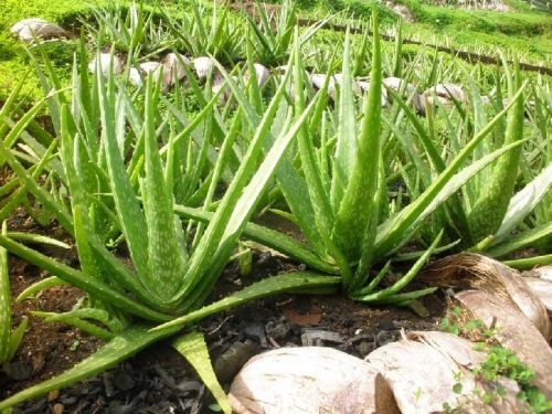 Aloe Vera Plant