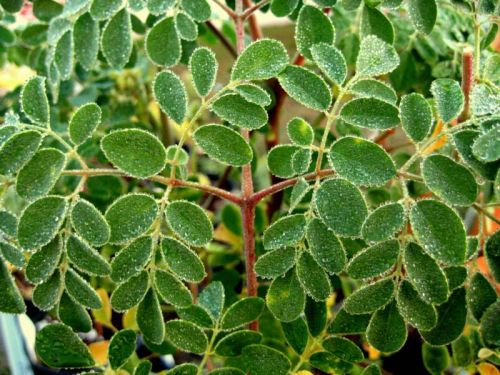 Moringa Plant