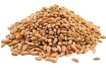 Healthy Wheat Seeds