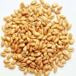 Hybrid Wheat Seeds