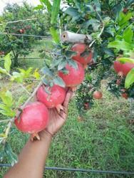 Fresh pomegranate, Shelf Life : 15 Days