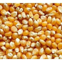 Hybrid Maize Seeds