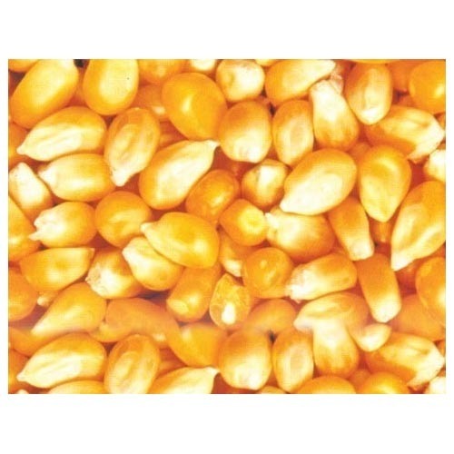 Yellow maize seeds, Application : Making Popcorn, Cattle Feed