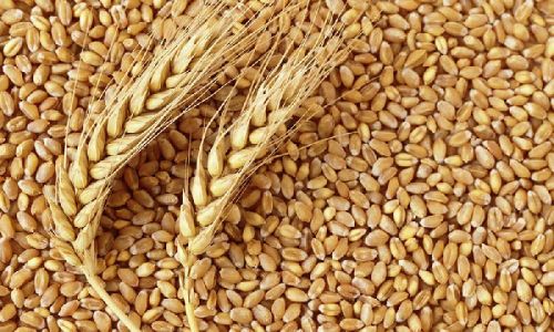 Organic Wheat Seeds, For Beverage, Flour, Style : Dried