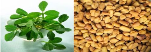Fenugreek
