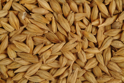 Raw Barley, Seed Type : Natural, Grade : Premium