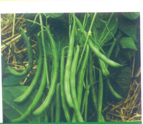 Laxmi Cluster Bean Seeds
