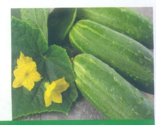 Pahadi Long Cucumber Seeds