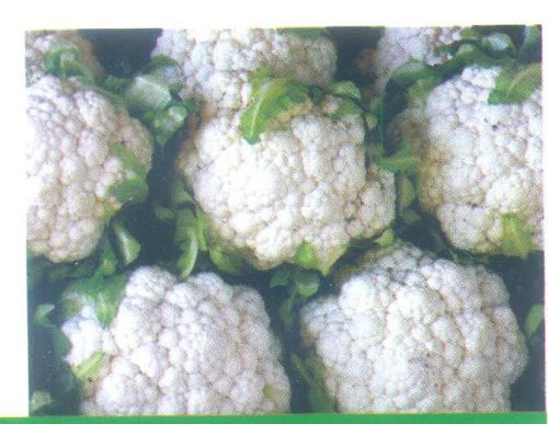 Cauliflower Seeds