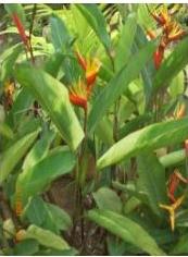 Heliconia Plant