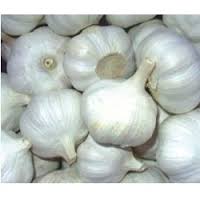 Garlic seeds