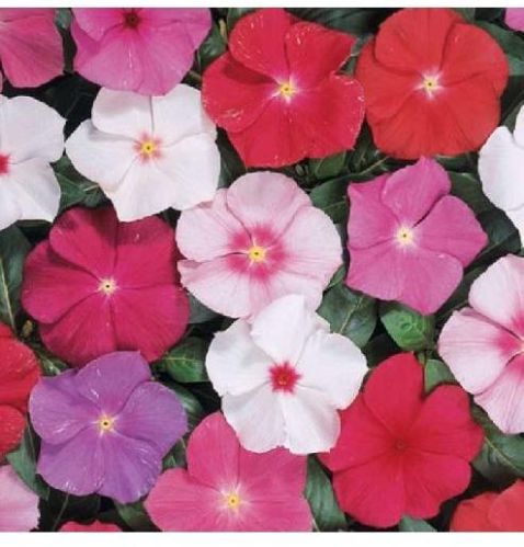 Vinca Rosea