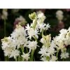 Tuberose Bulbs