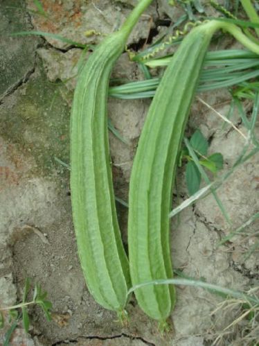 Ridge Gourd Seeds