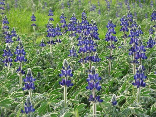 Flower Plants