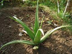 Aloe Vera Plant
