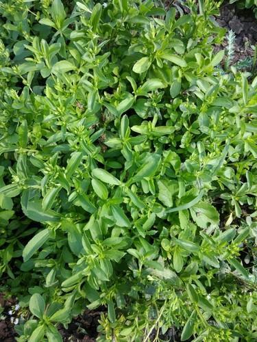 Stevia Plants