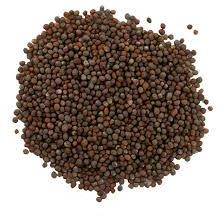 Organic Black Mustard Seeds, Packaging Size : 10-15kg, 20-25kg