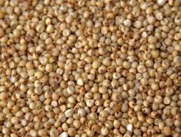 Sorghum Seeds