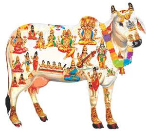 Agrigold Holy Cows Fertilizers