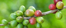 60% Green Coffee Extract