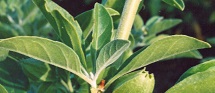 Ashwagandha Extract