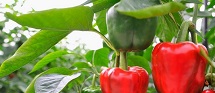 Capsicum Extract