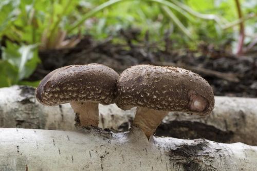 Shiitake Mushroom