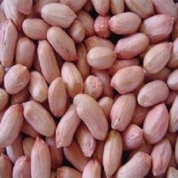 Groundnut seeds