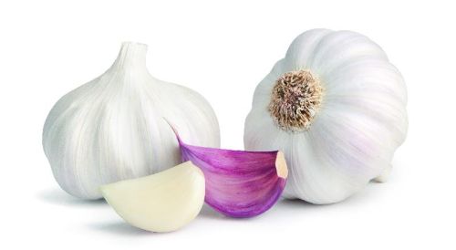 Normal Garlic