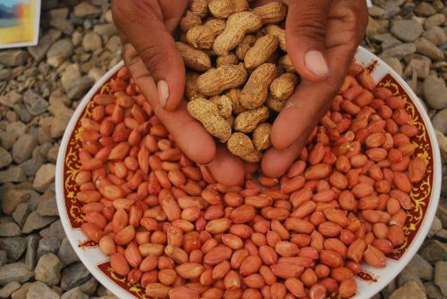 Groundnut Kernels