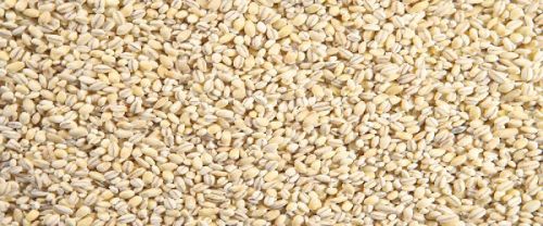 Barley Application : Feed For Cattle