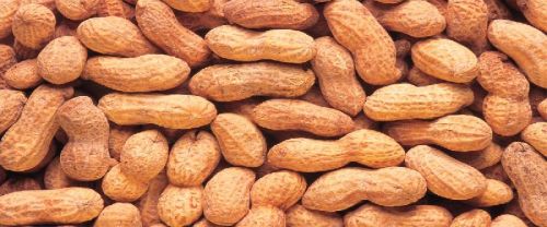 Ground Nuts