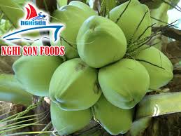 Common coconut, Brand Name : NghiSon Foods Group