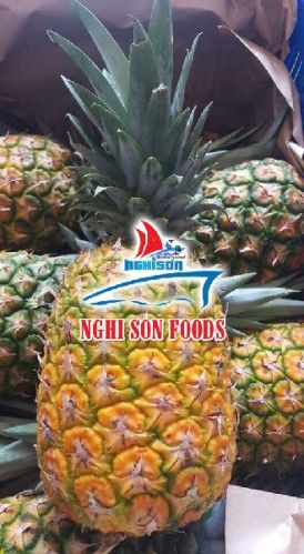 Fresh pineapple, Packaging Type - Carton