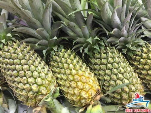 Fresh Queen Pineapple