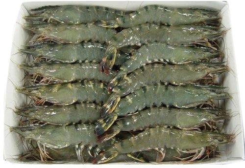 Black Tiger Prawn, Packaging Type : Thermacol