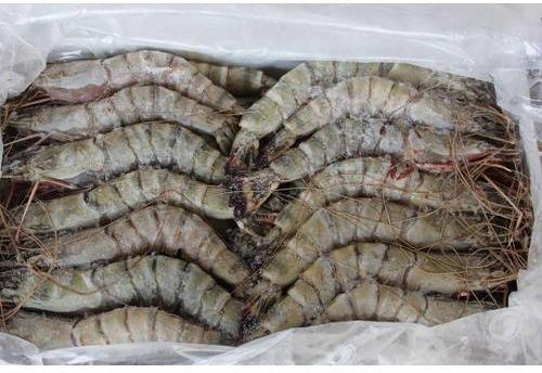 Black Tiger Shrimp, Packaging Type : Thermocol