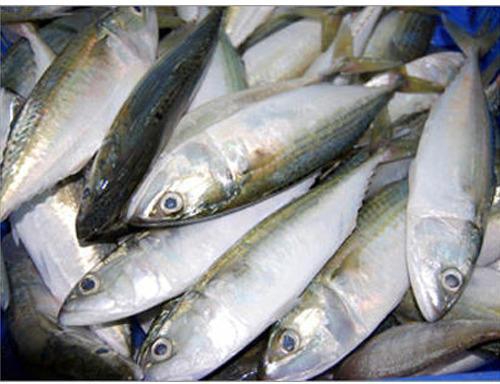 Mackerel Fish, Packaging Type : Thermacol