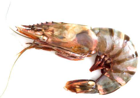 Tiger Prawn