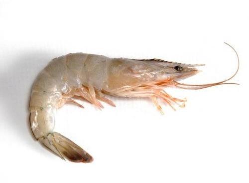 Vannamei Prawn, Packaging Type : Thermocol