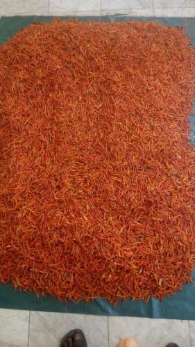 Dry red chilli, Shelf Life : 6-12 Months